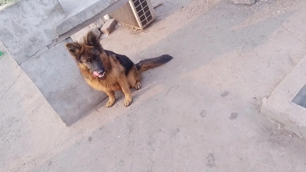 German Shepherd dog age 4 month full logo — photo 5