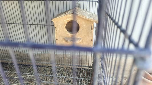 Birds with cage