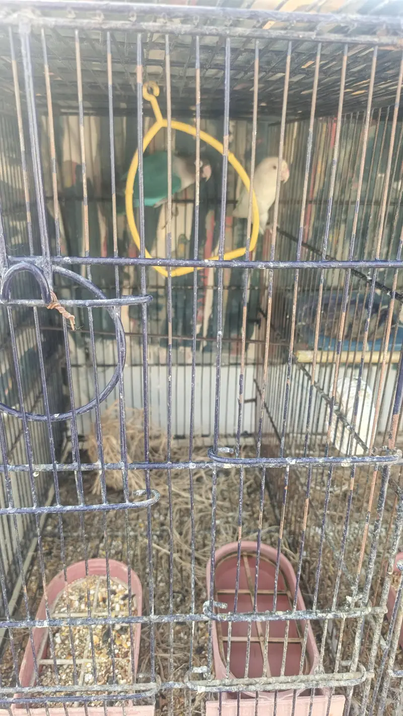 Birds with cage — photo 2
