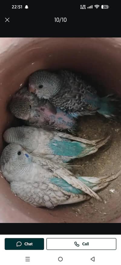 breeder pair with 4 chicks