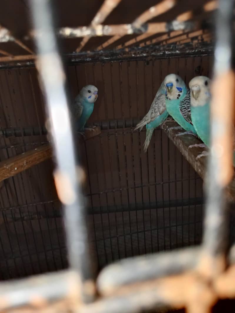 breeder pair with 4 chicks 1