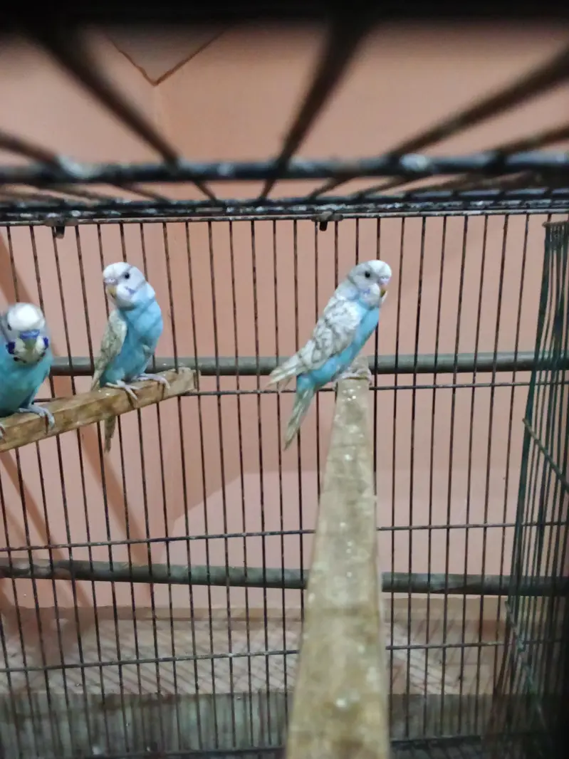 breeder pair with 4 chicks — photo 3