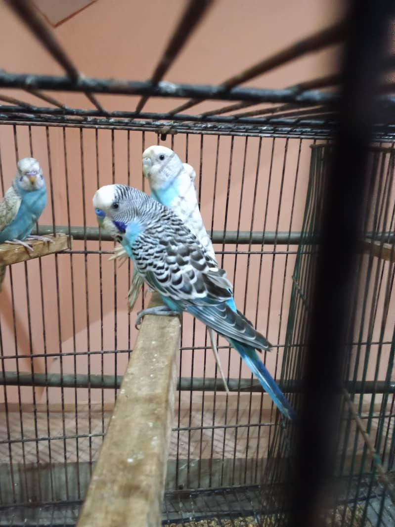 breeder pair with 4 chicks 3