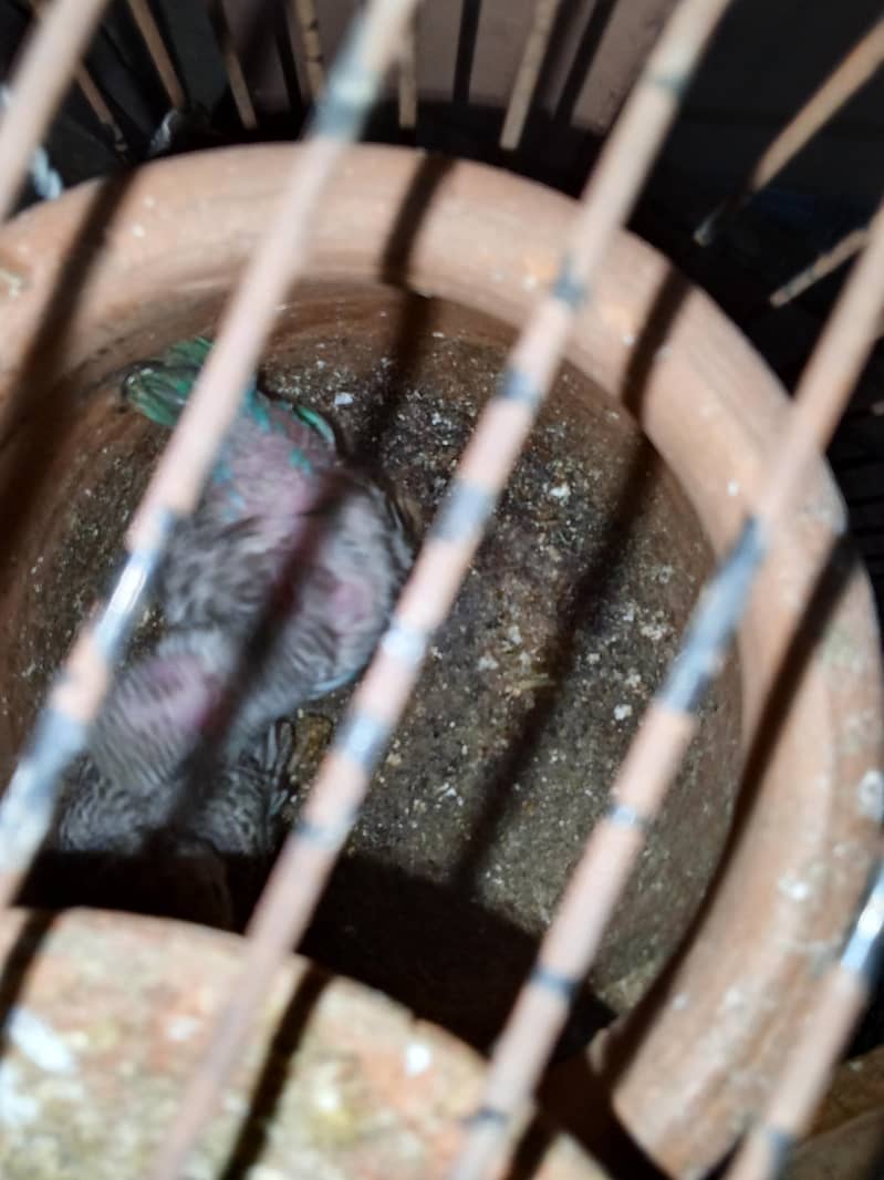 breeder pair with 4 chicks 4