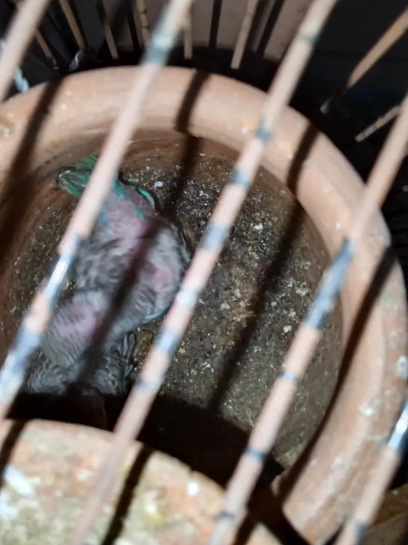 breeder pair with 4 chicks — photo 5