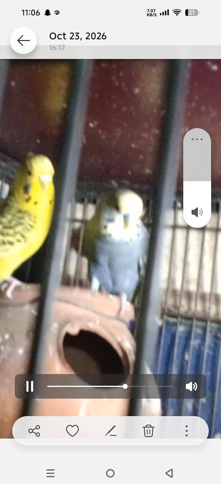 breeder pair with 4 chicks 5