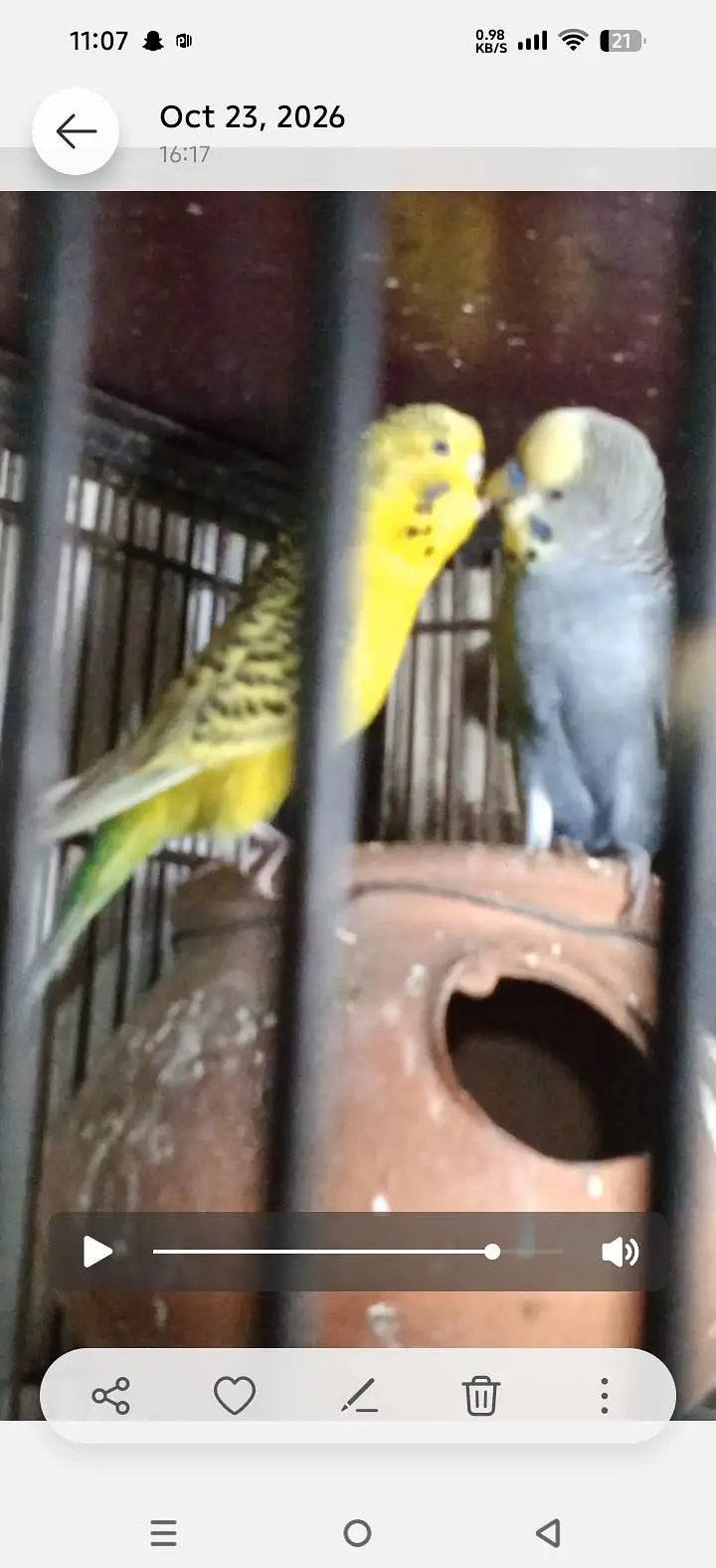 breeder pair with 4 chicks — photo 7