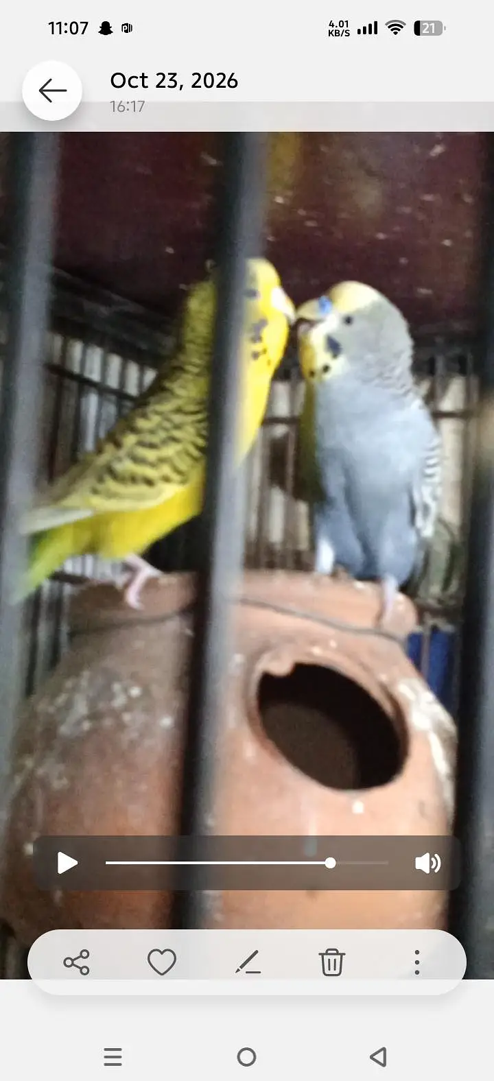 breeder pair with 4 chicks — photo 8