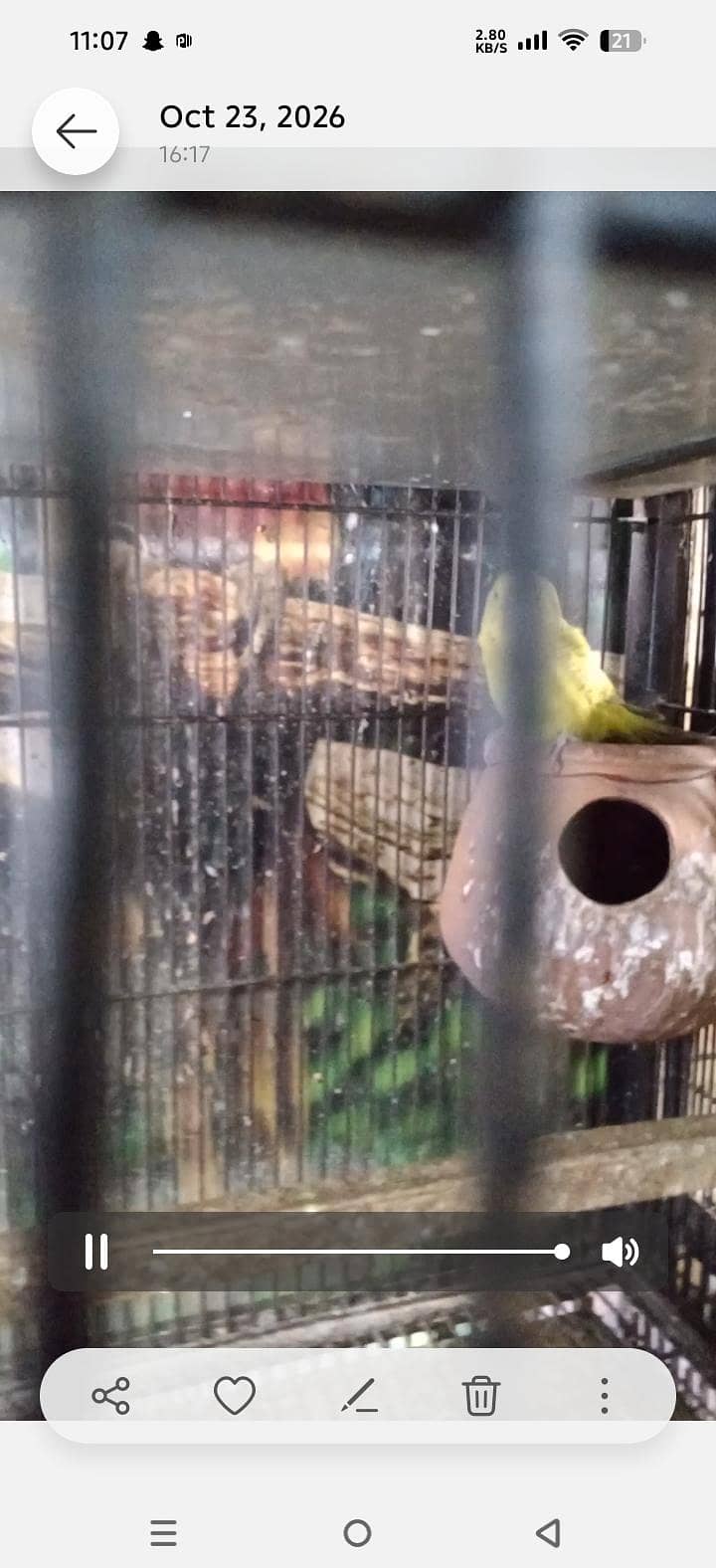 breeder pair with 4 chicks 8