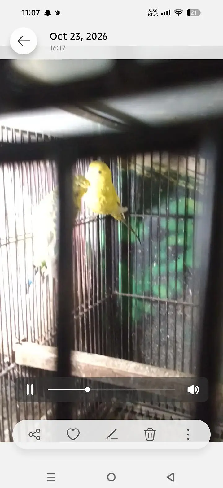 breeder pair with 4 chicks — photo 10