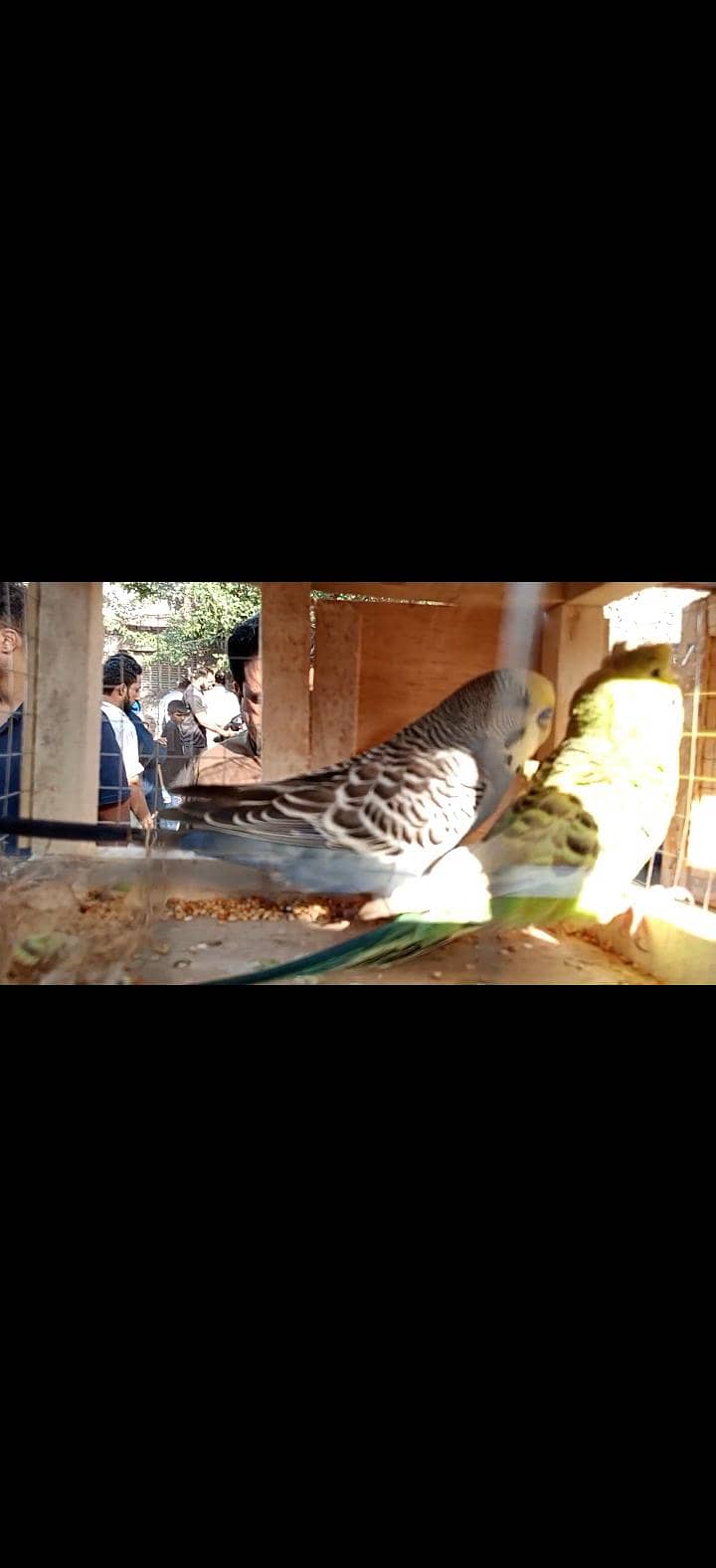 breeder pair with 4 chicks 10