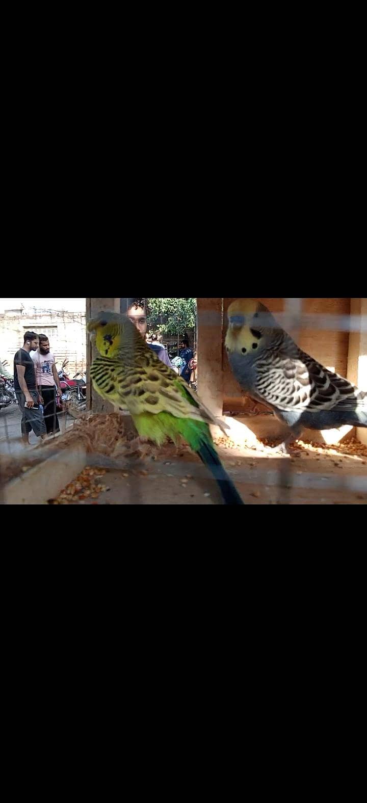 breeder pair with 4 chicks 11