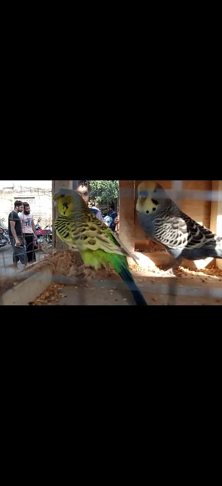 breeder pair with 4 chicks — photo 12