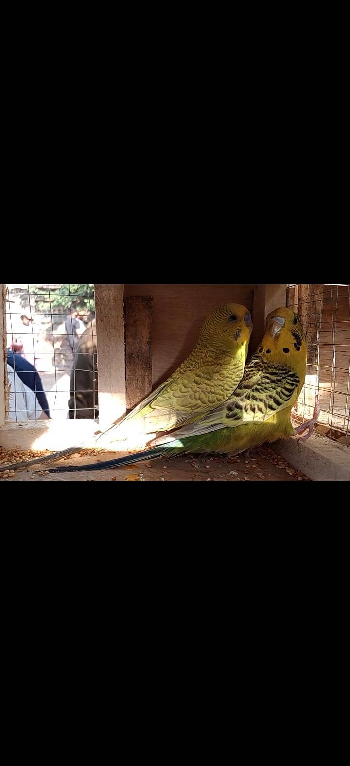 breeder pair with 4 chicks 12