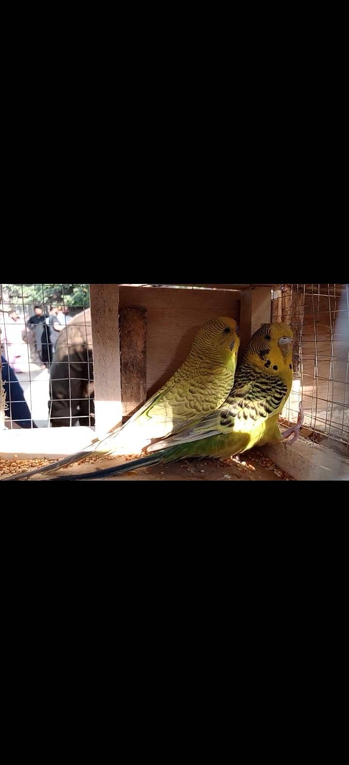 breeder pair with 4 chicks 13