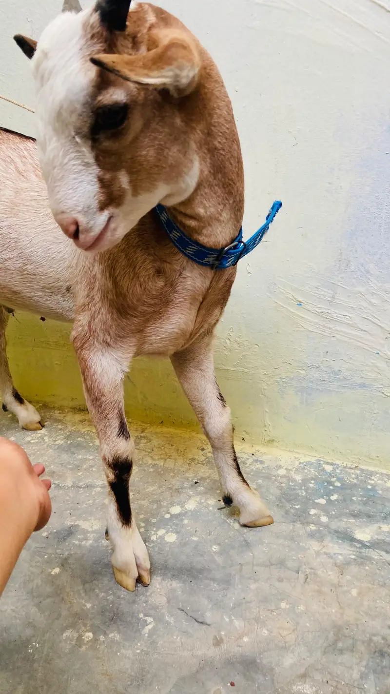 bakra for sale — photo 2