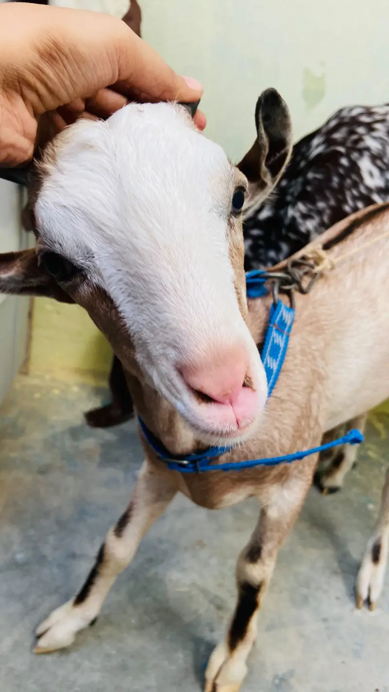 bakra for sale — photo 3