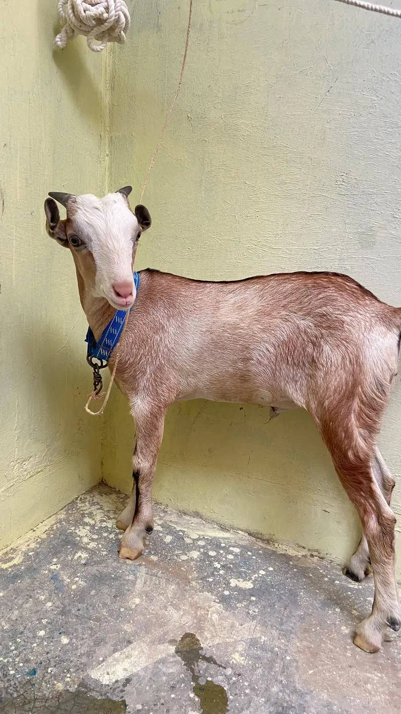 bakra for sale — photo 4