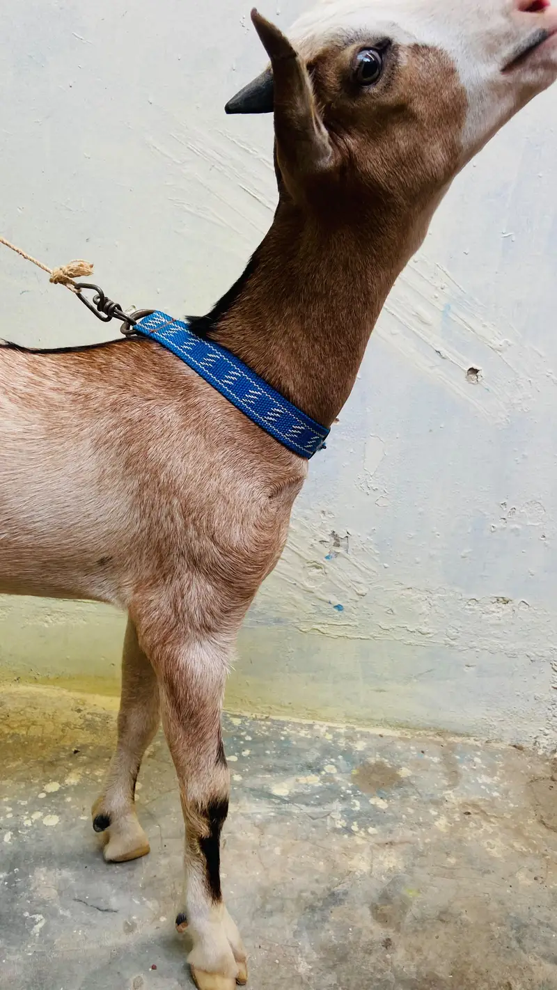 bakra for sale — photo 5