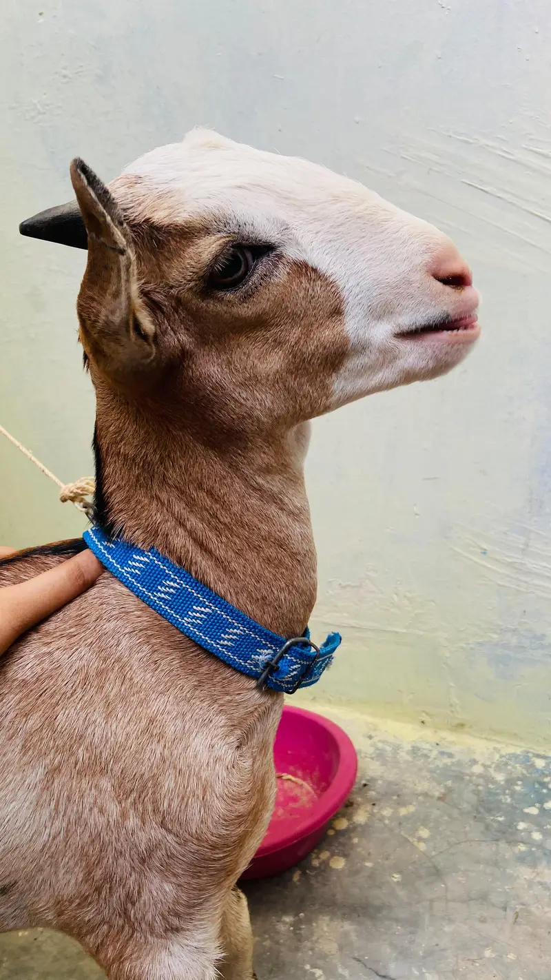 bakra for sale — photo 6
