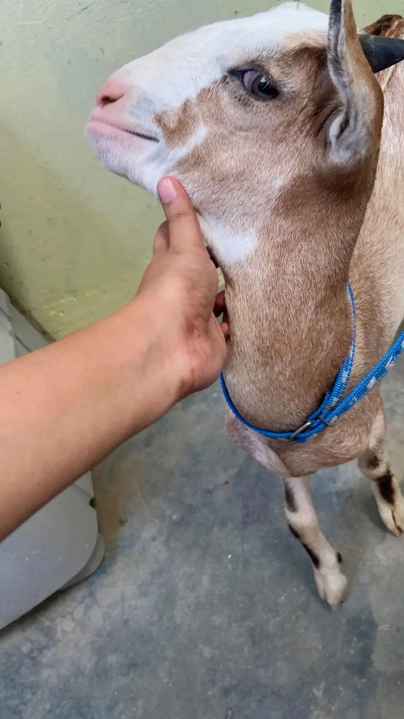bakra for sale — photo 7