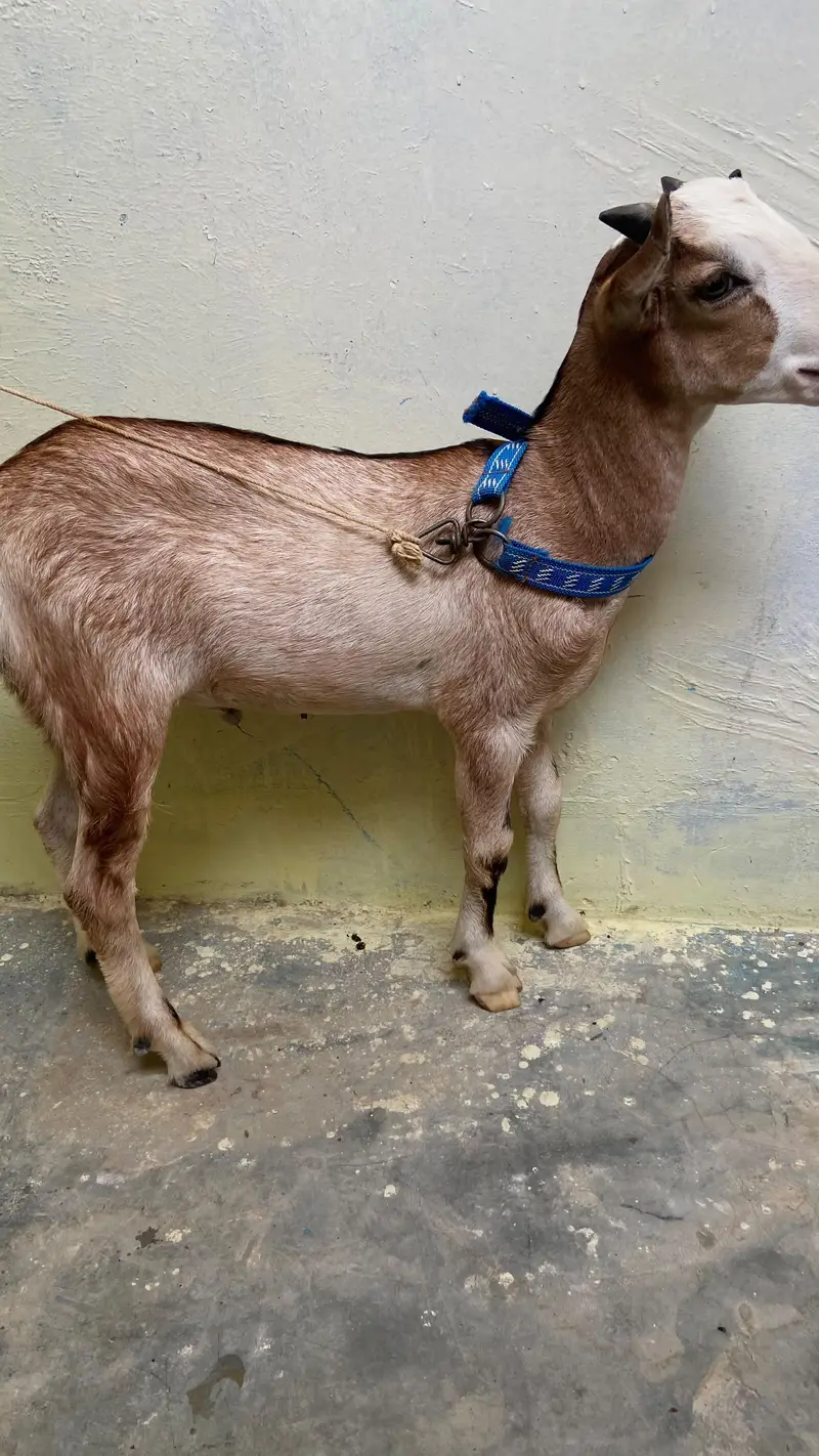 bakra for sale — photo 8