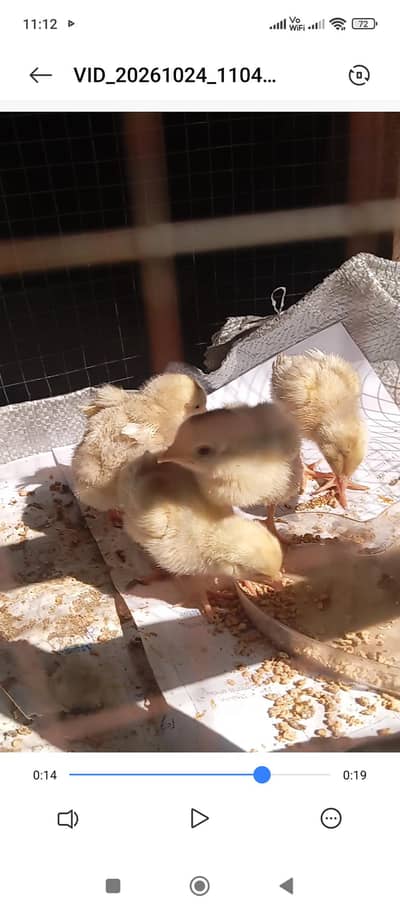 white aseel for sale