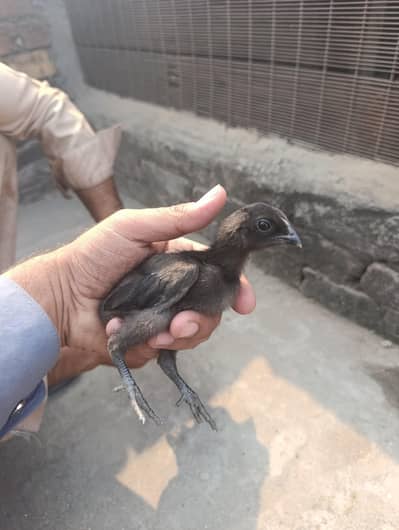 pure Dragon Chick,s