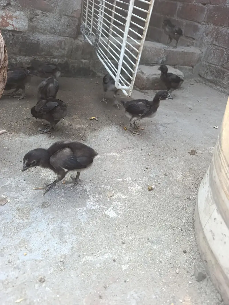pure Dragon Chick,s — photo 3