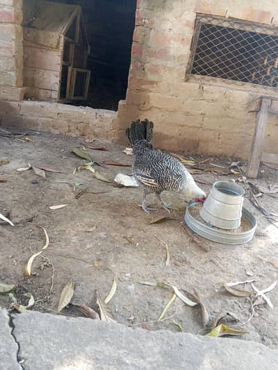 1 Desi Murga 8 murgian Desi