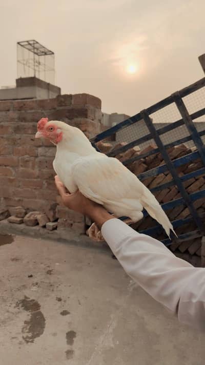 Heera Aseel Male