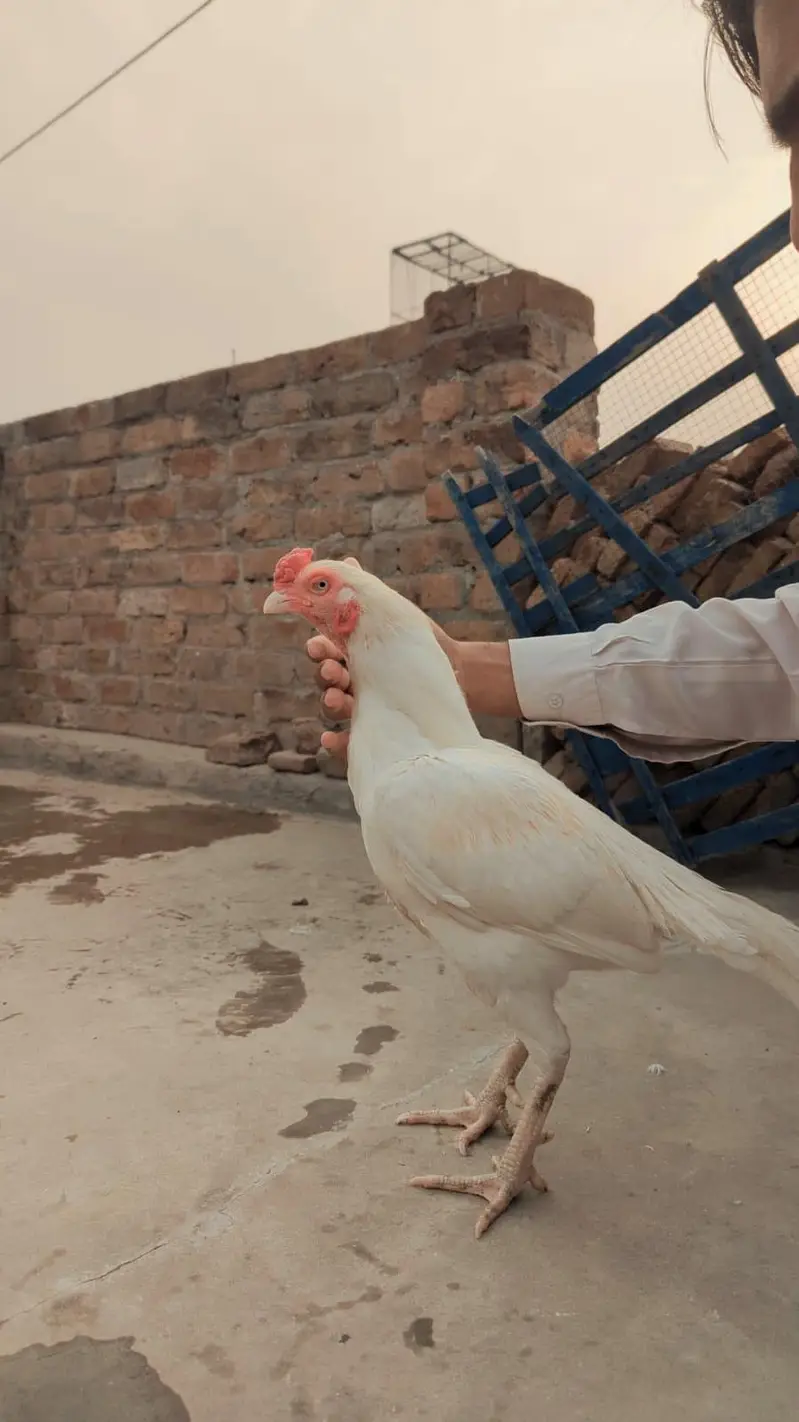 Heera Aseel Male — photo 3
