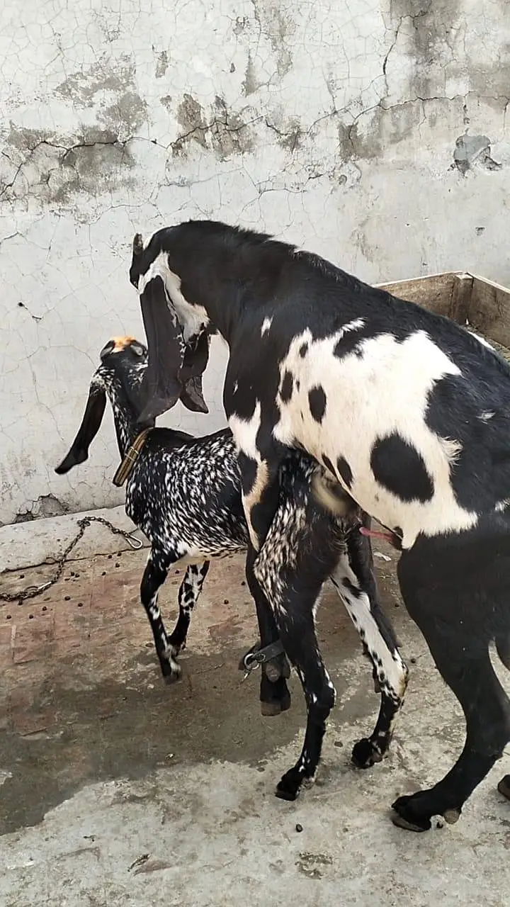 4 dant ghatt fresh cross — photo 2