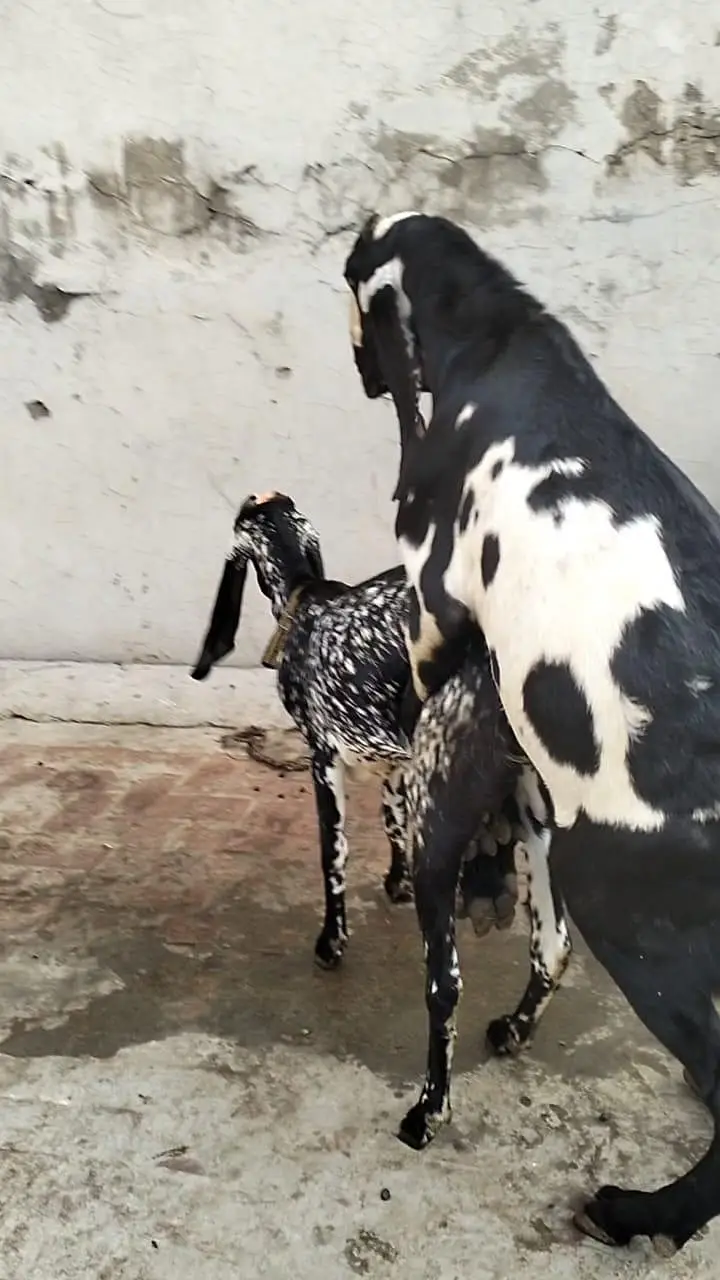 4 dant ghatt fresh cross — photo 6