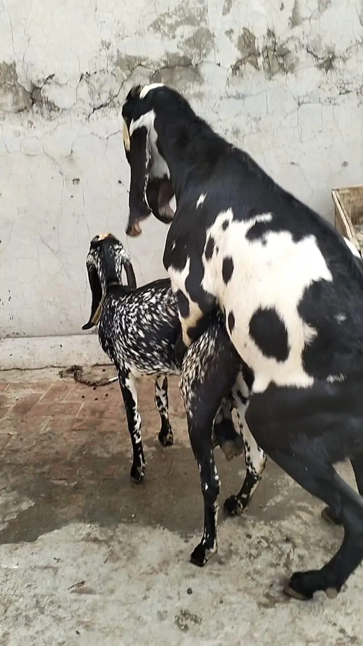 4 dant ghatt fresh cross — photo 9