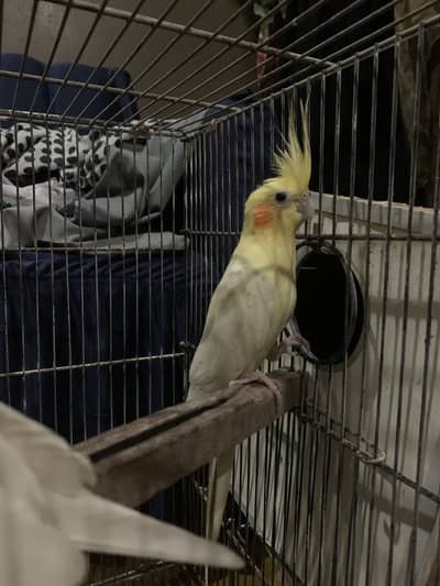 Cocktail pair