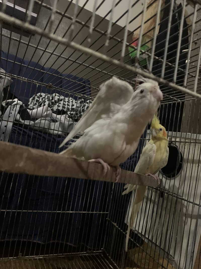 Cocktail pair 1