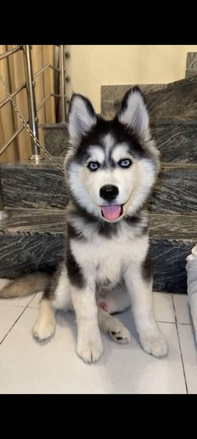 Siberian Husky Male for Sale – Rs. 60,000 – Islamabad