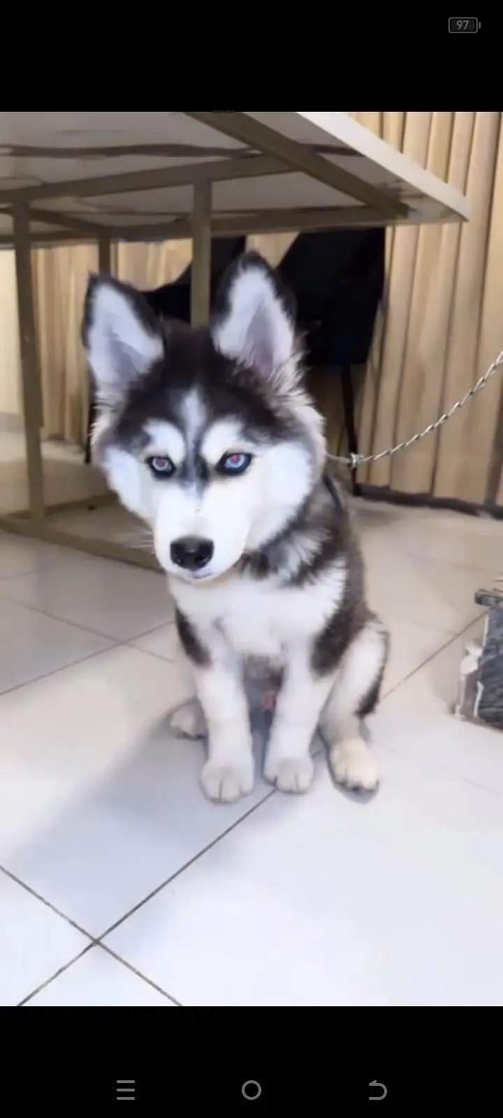 Siberian Husky Male for Sale – Rs. 60,000 – Islamabad — photo 2