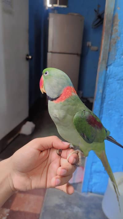Kashmiri phadi tootey for sale piar he
