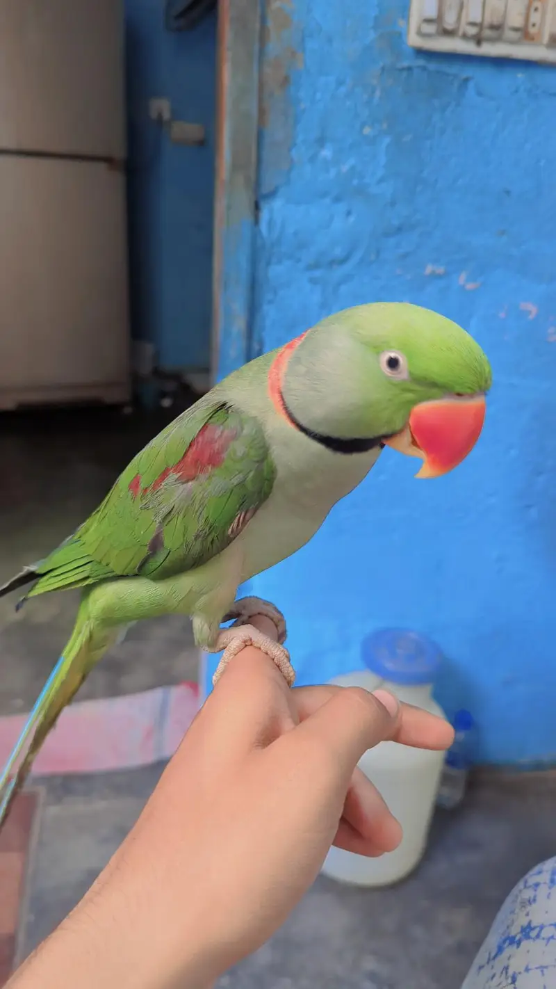 Kashmiri phadi tootey for sale piar he — photo 2