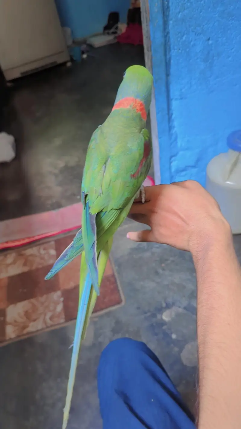 Kashmiri phadi tootey for sale piar he — photo 3