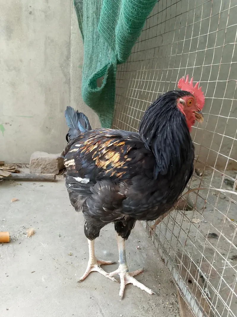 2 Desi Egg-Laying Hens & 1 Australorp Cross Male | Home Bred — photo 4