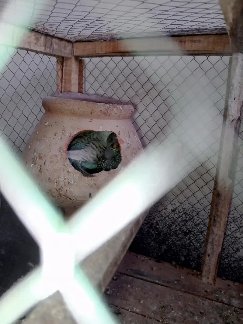 budgies parrot — photo 3