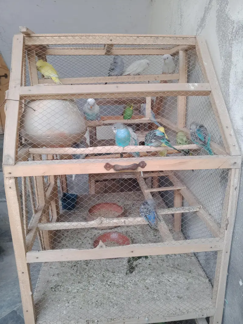 budgies parrot — photo 4