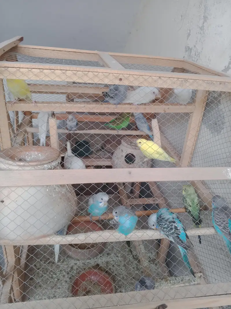 budgies parrot — photo 5