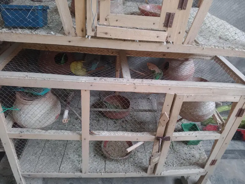 budgies parrot — photo 6