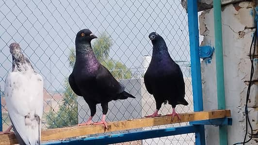 Jet Black king Size Breader pear for sale