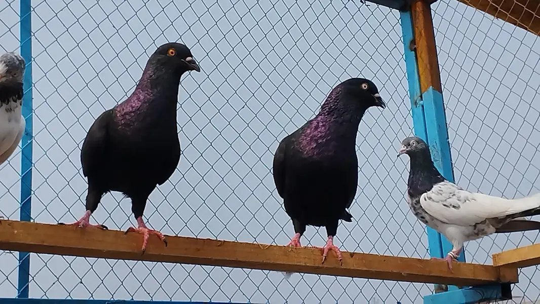 Jet Black king Size Breader pear for sale — photo 3
