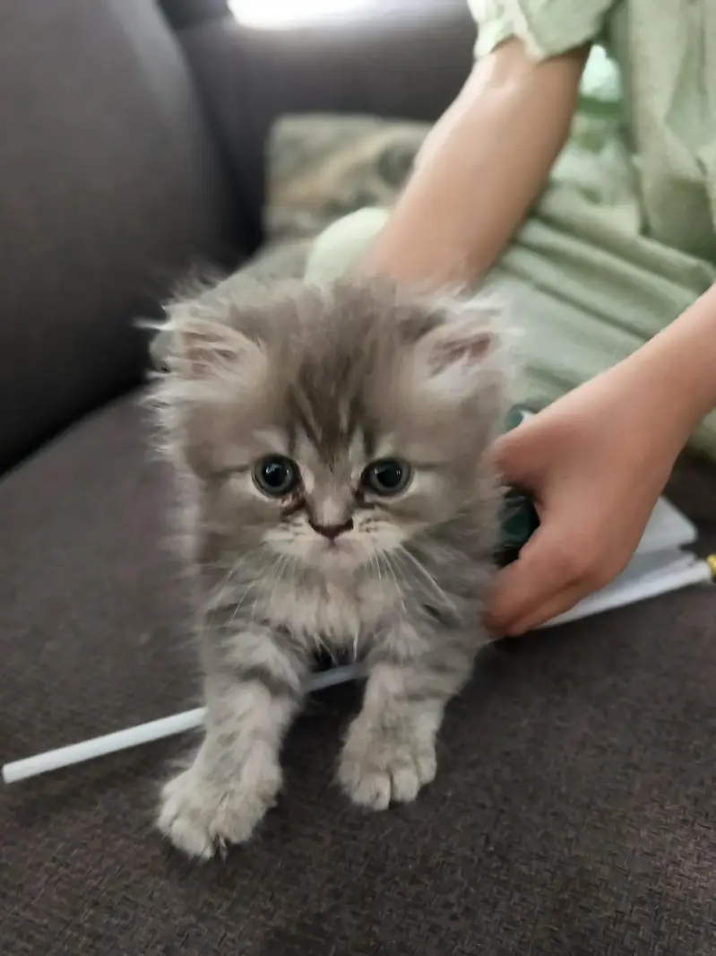 PUFF FOR SALE — FINAL PRICE Rs. 18,000 — photo 3